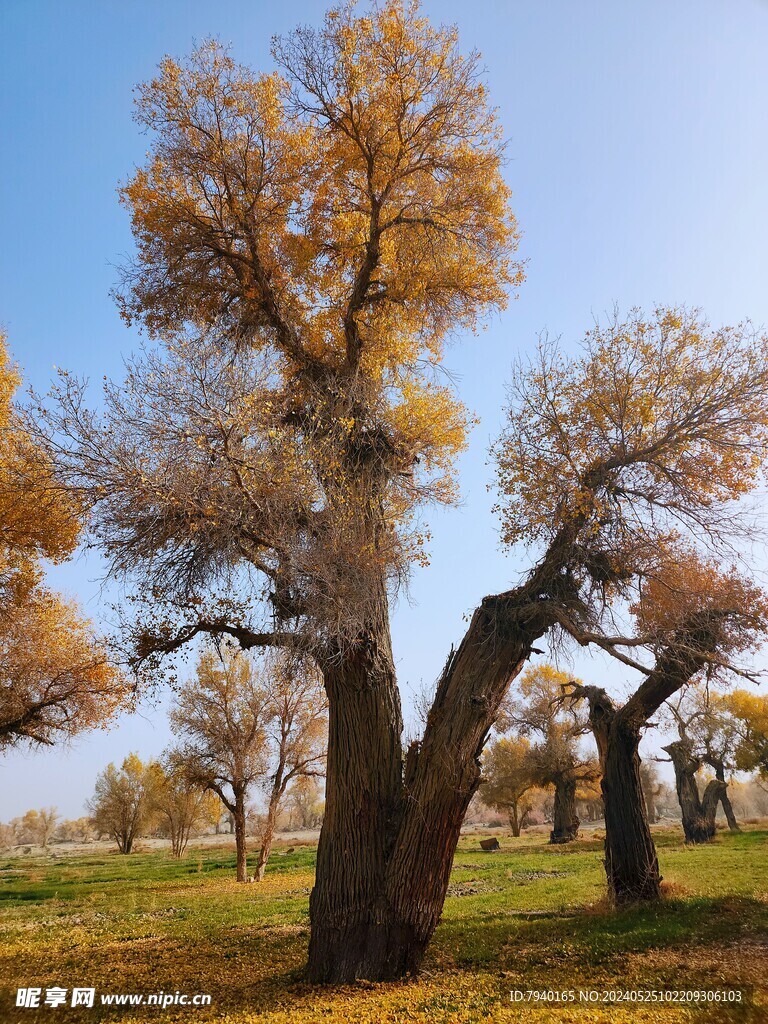 塔里木湖杨树