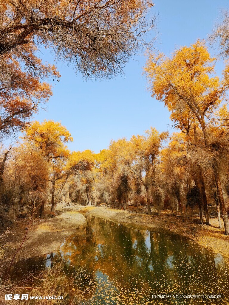 塔里木湖杨林