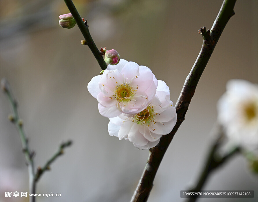 重瓣梅花