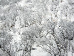 雪景