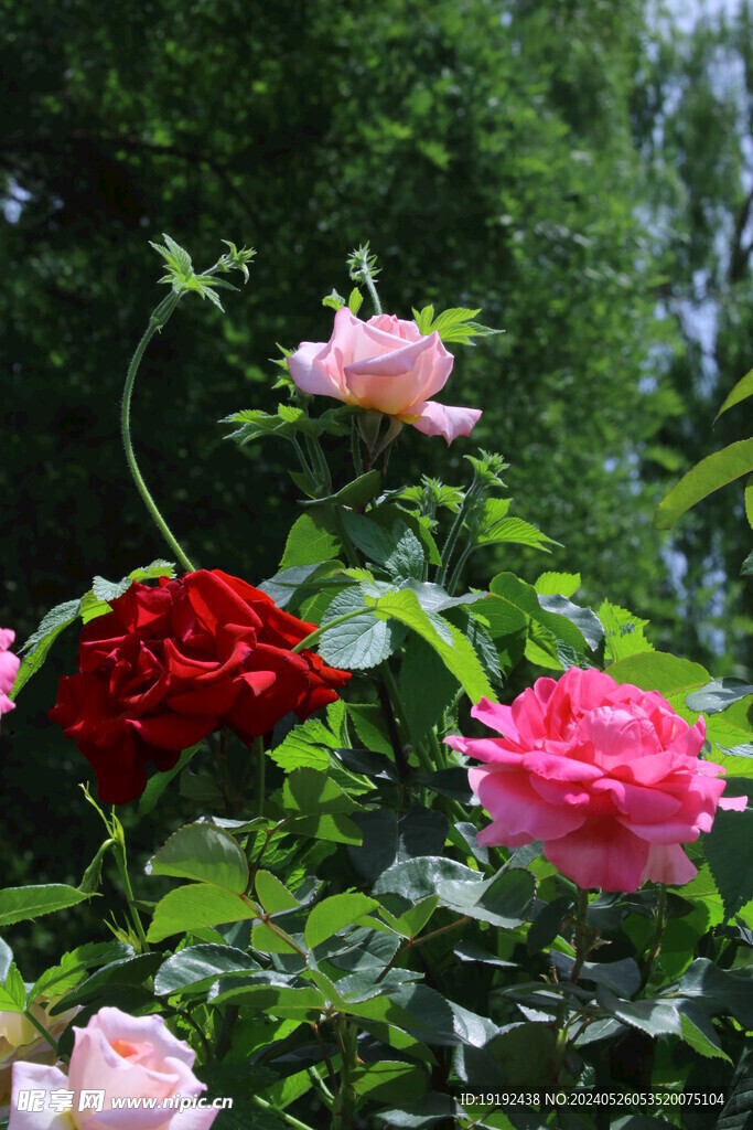 月季花 