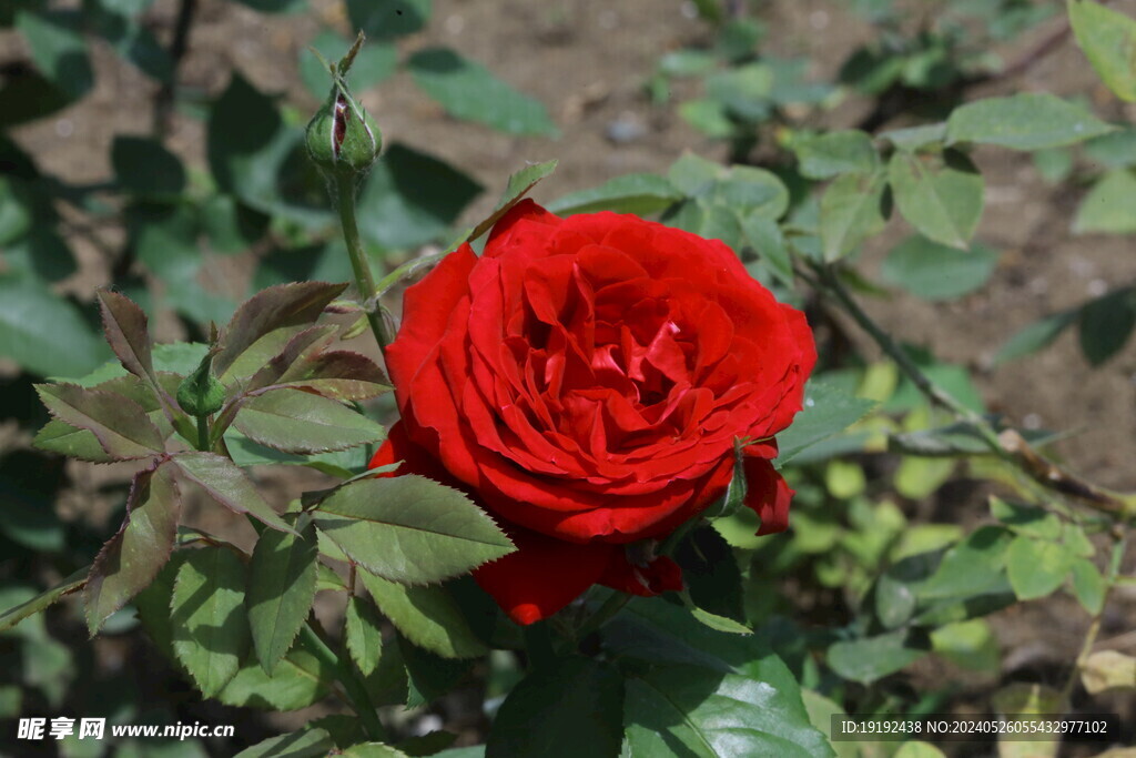 月季花 