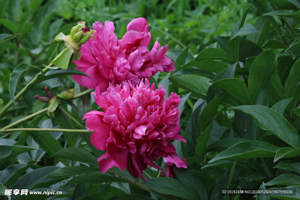 芍药花 