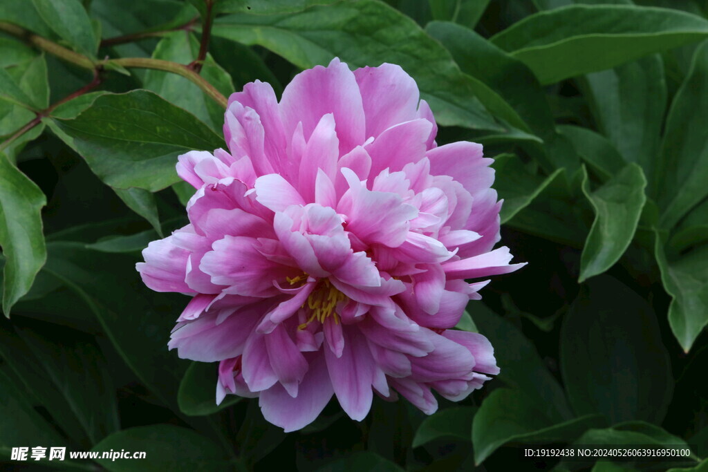 芍药花  