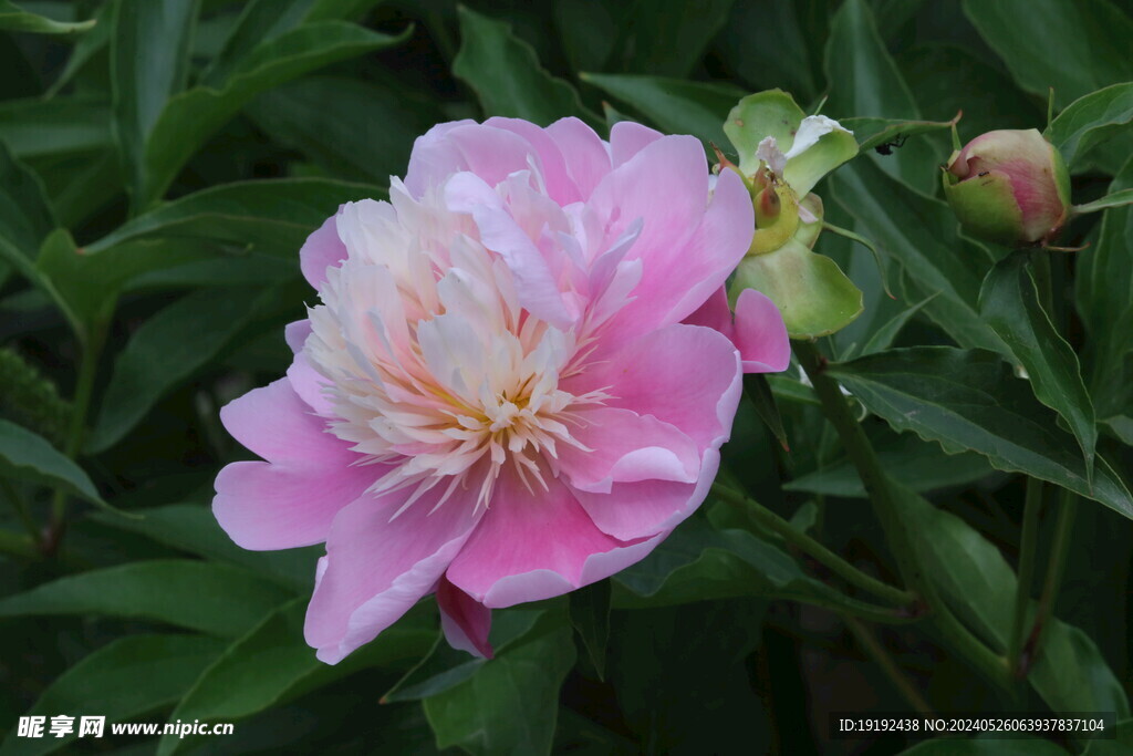 芍药花 