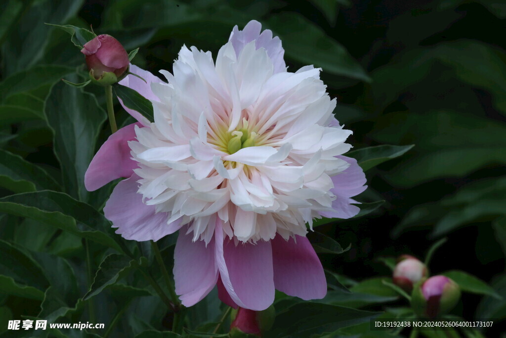 芍药花 