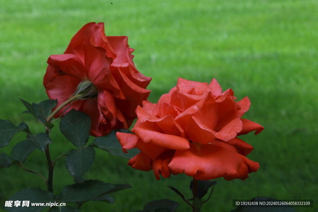 月季花 