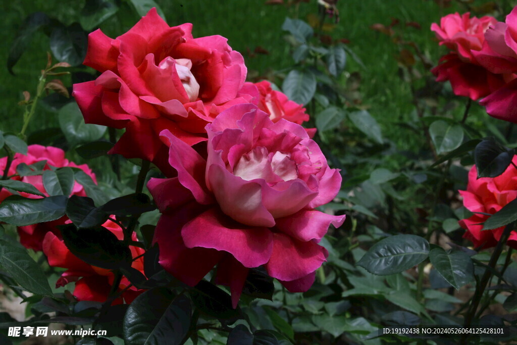 月季花 