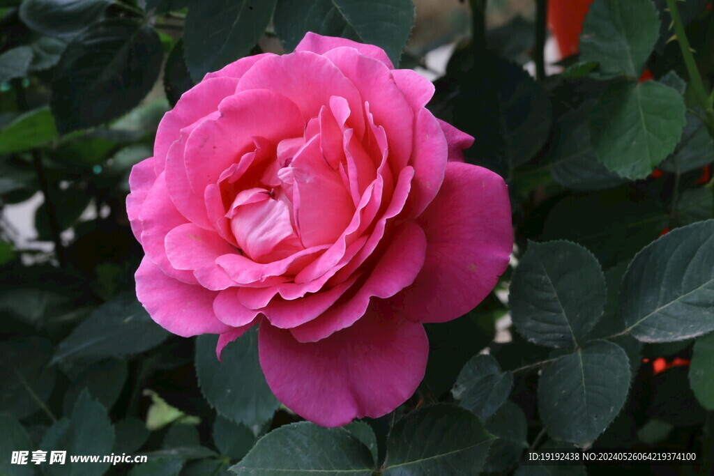月季花 