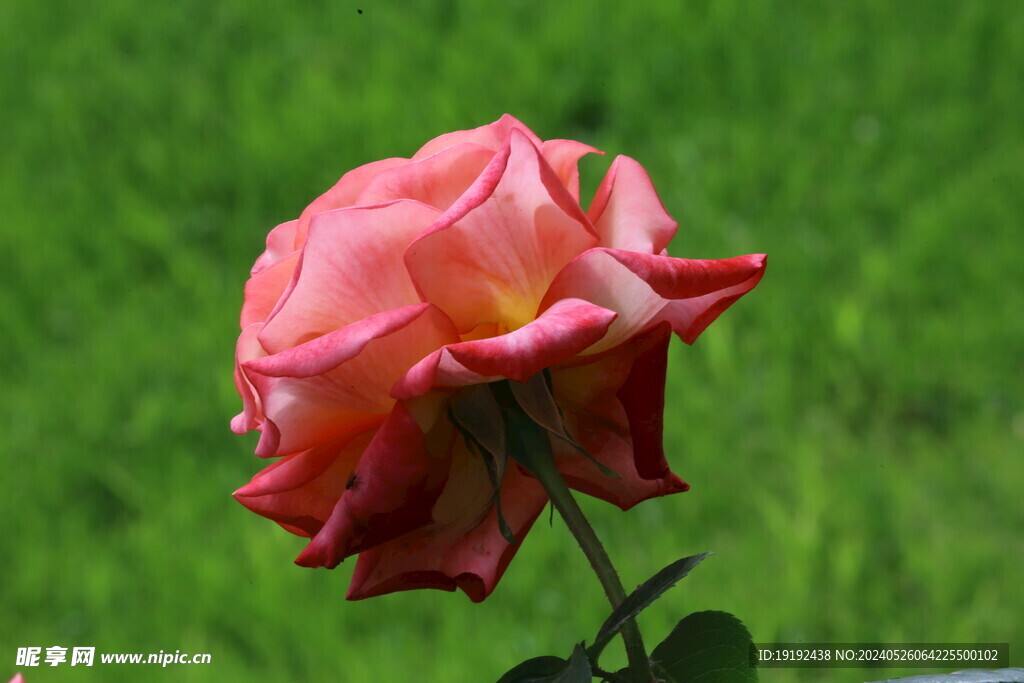 月季花 