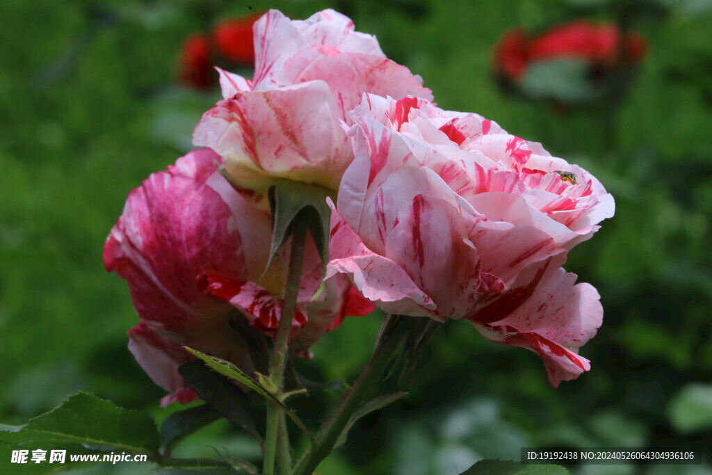 月季花 