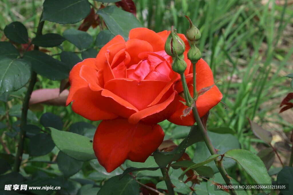月季花 