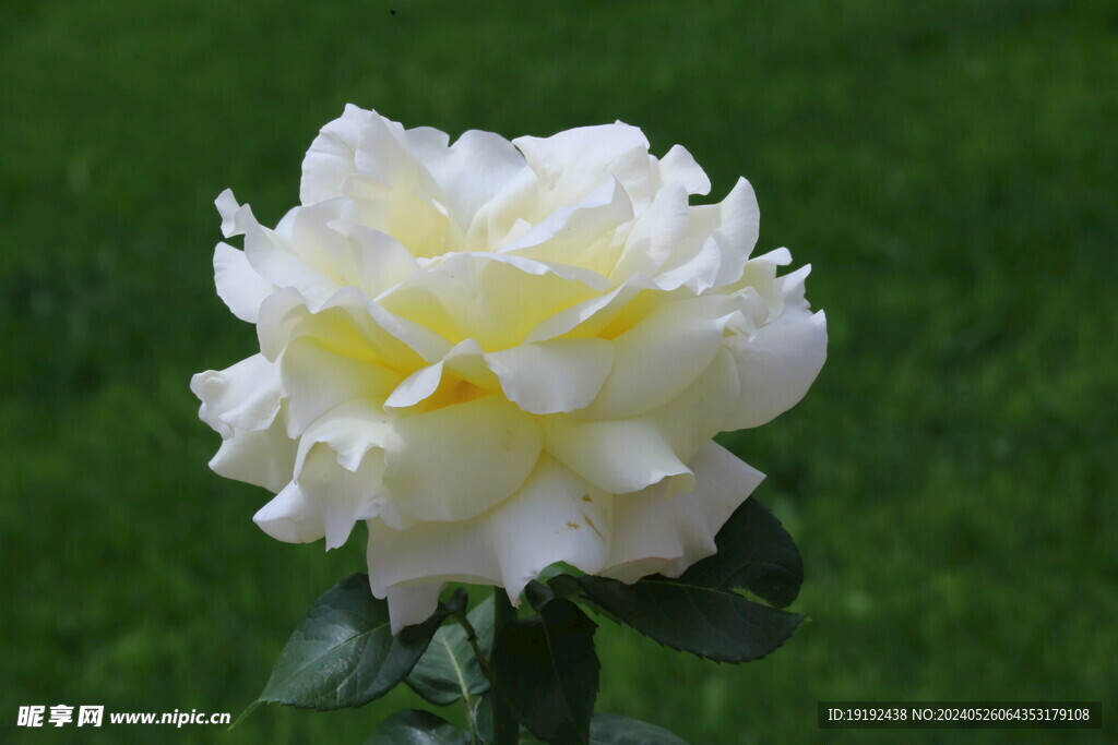 月季花 