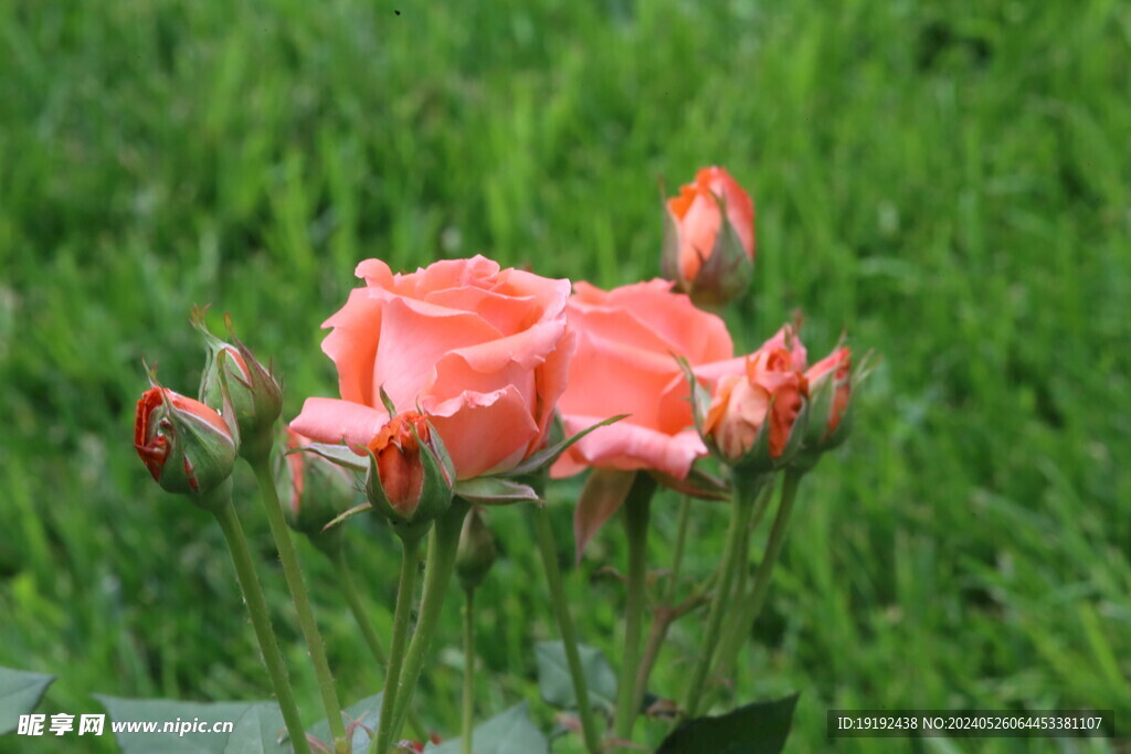 月季花 
