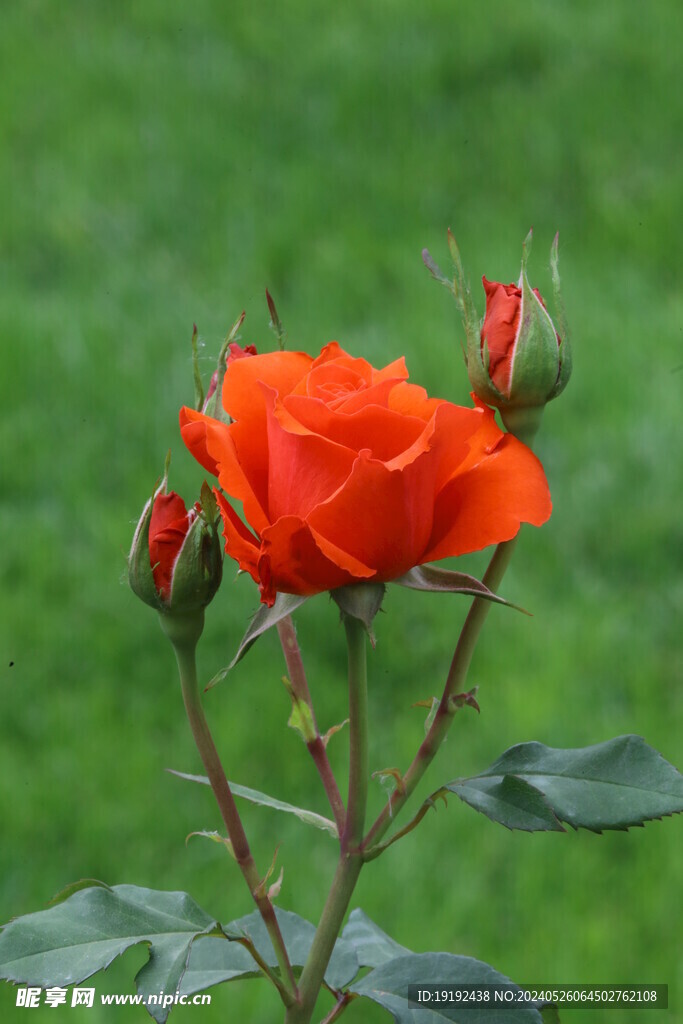 月季花  