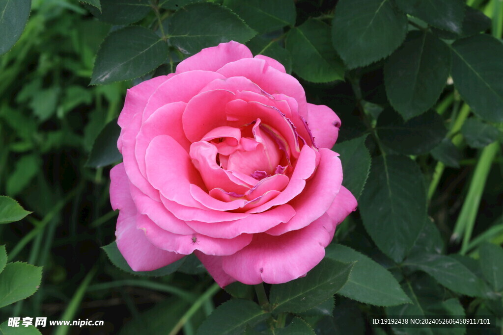 月季花 