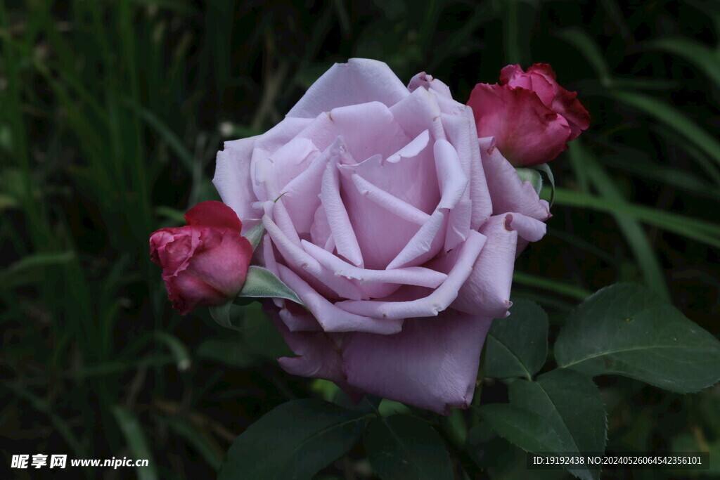 月季花 