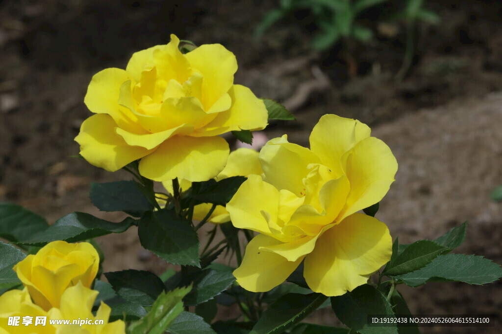 月季花 