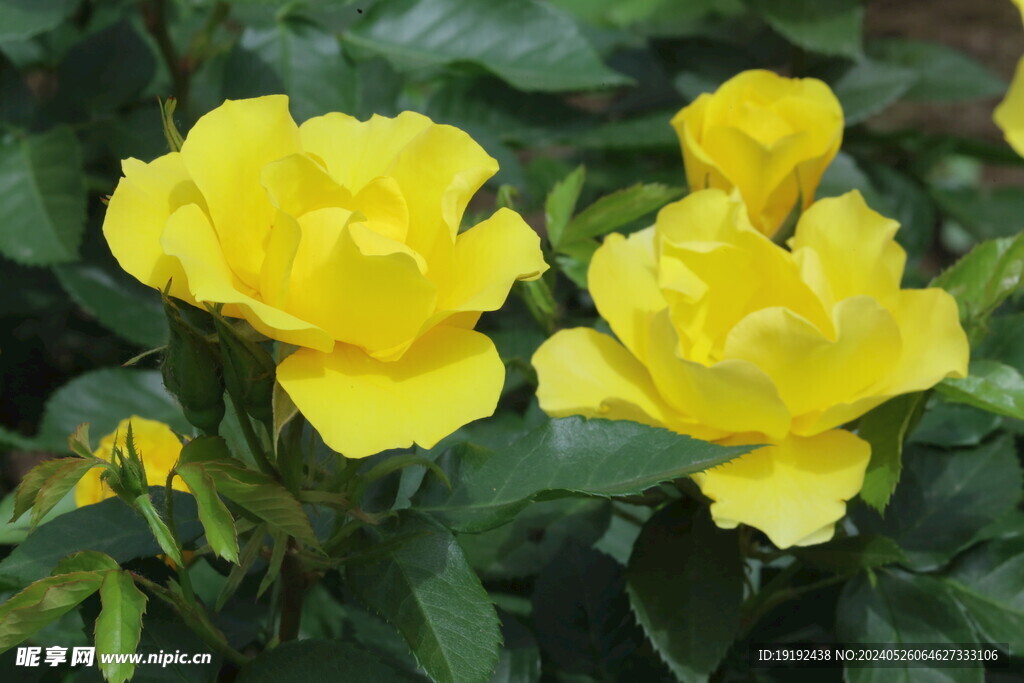 月季花 