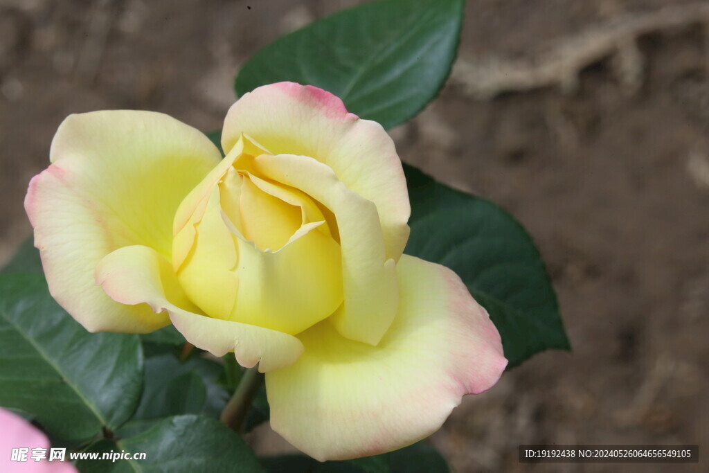 月季花 