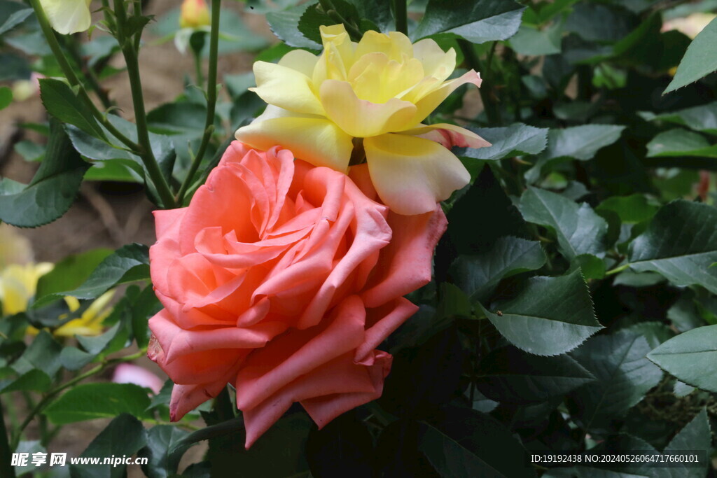 月季花 