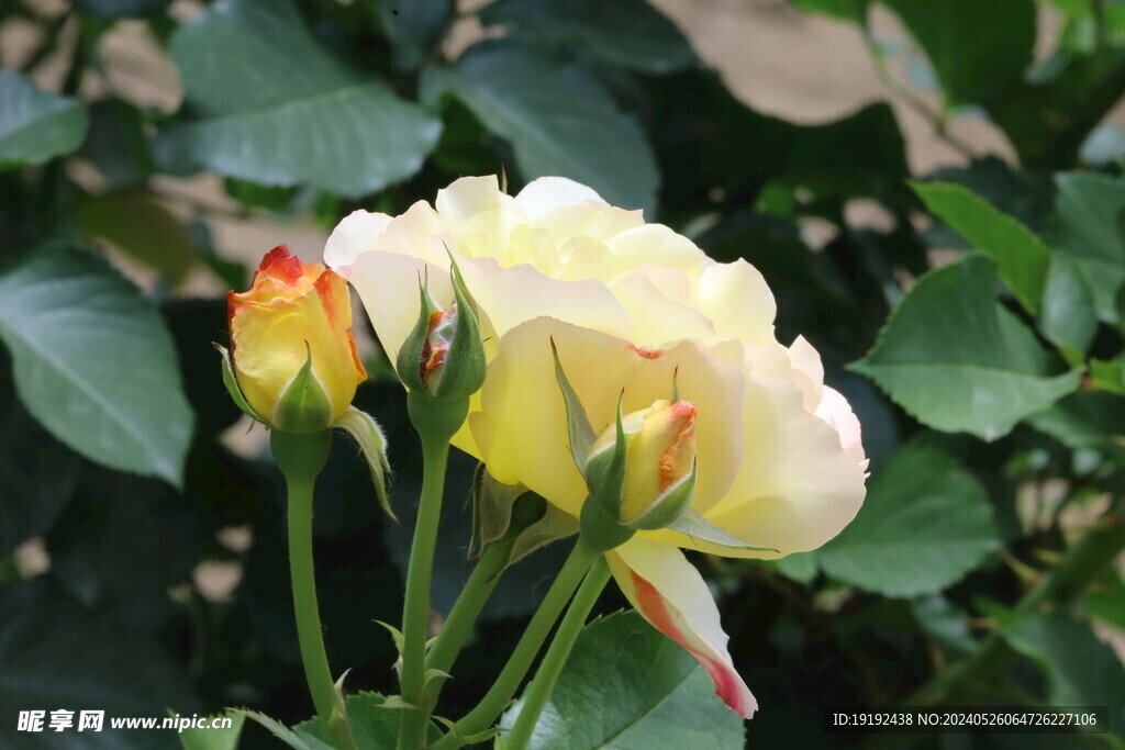 月季花  