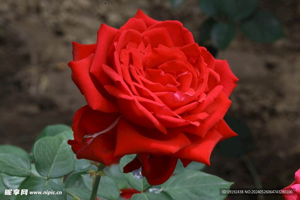 月季花  