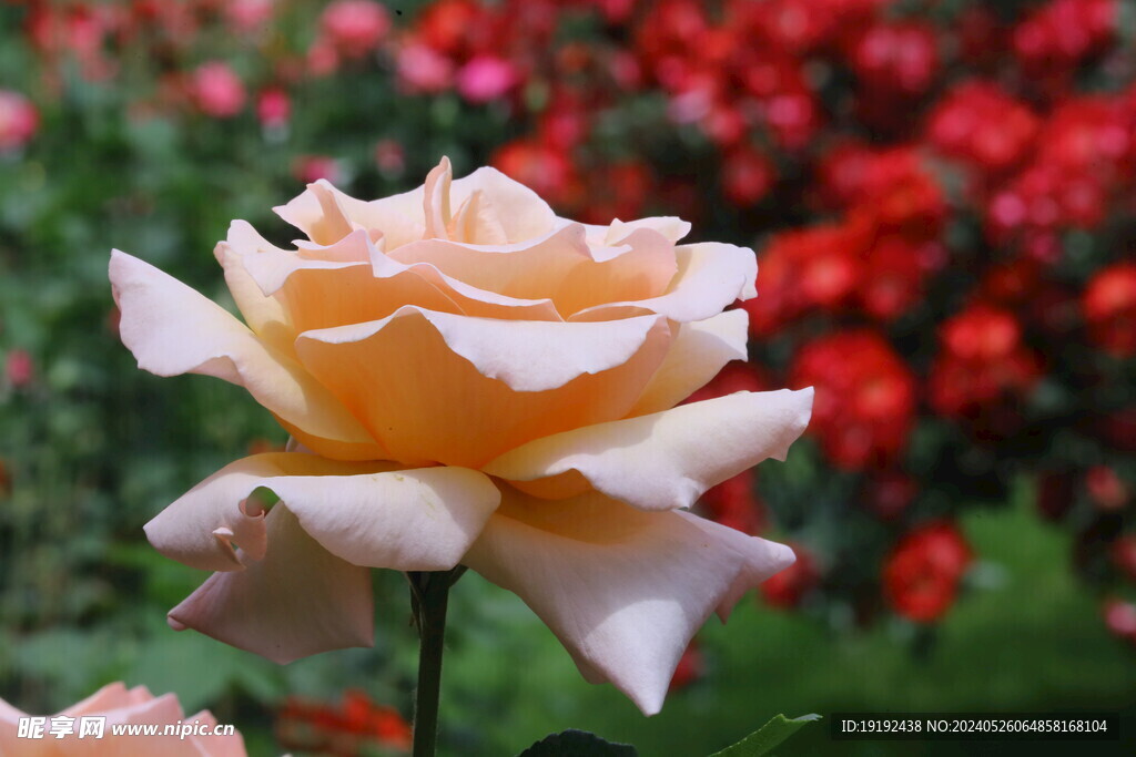 月季花 