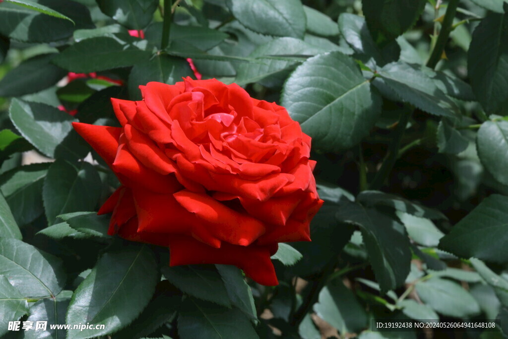 月季花  