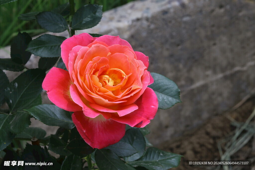 月季花