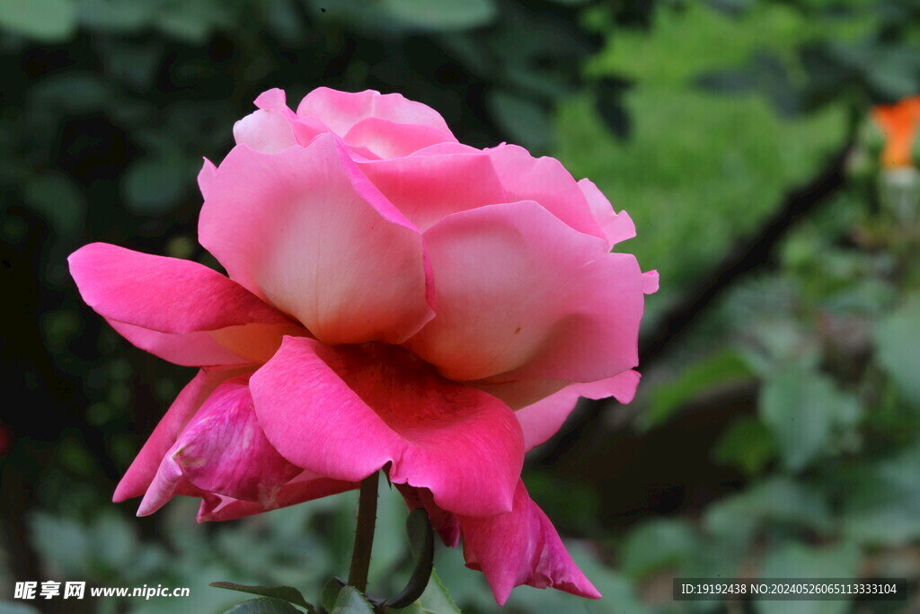 月季花 