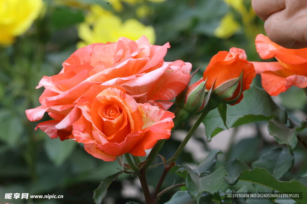 月季花  