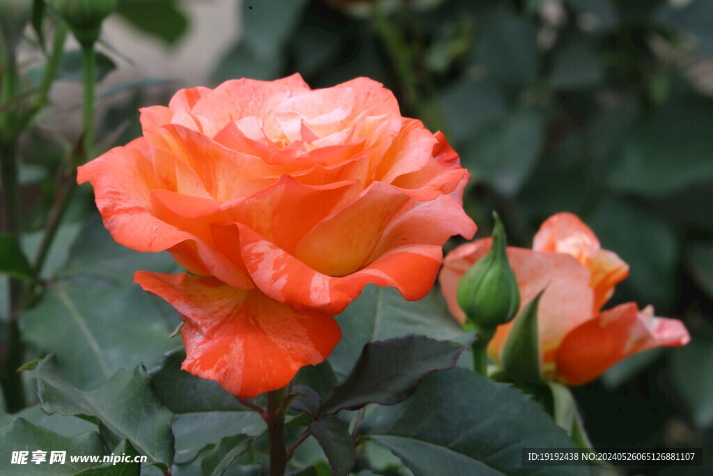 月季花