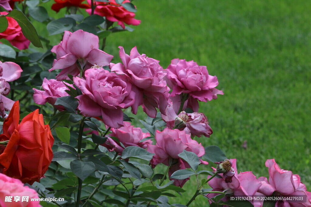 月季花  