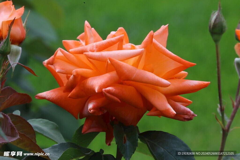 月季花 