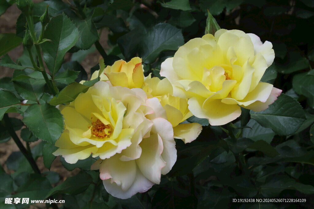 月季花