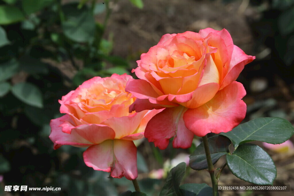 月季花