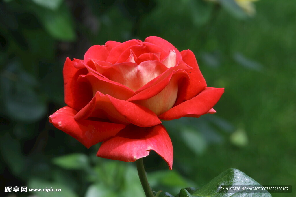 月季花 
