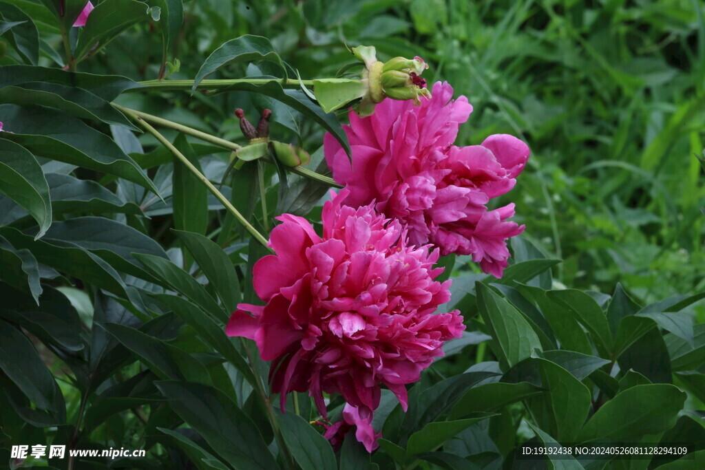 芍药花