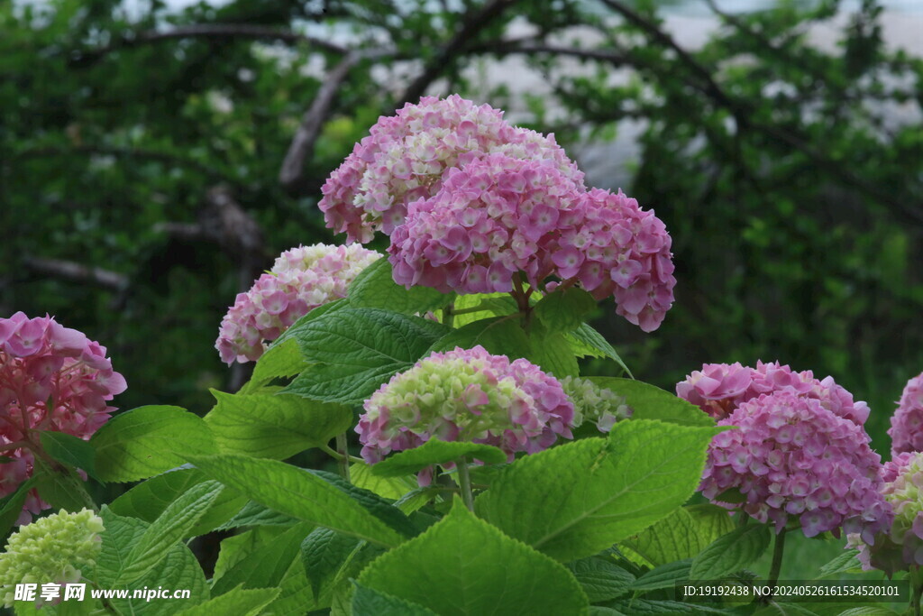 绣球花 