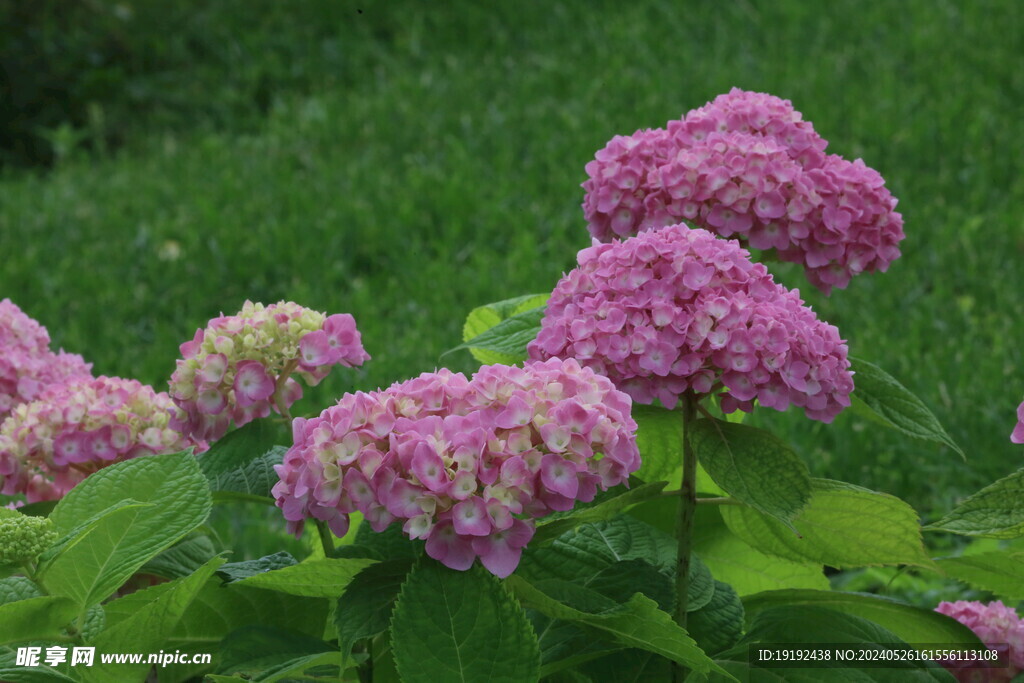 绣球花 