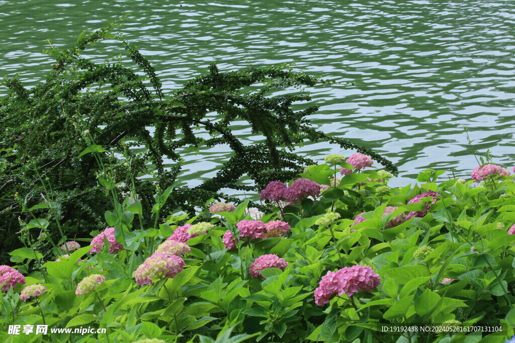 绣球花 
