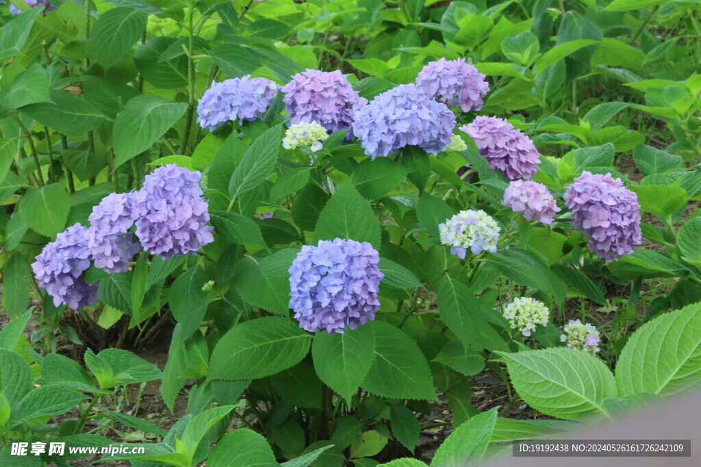 绣球花 