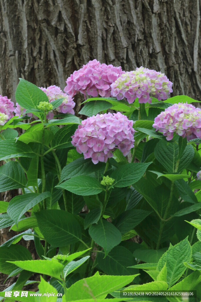 绣球花 