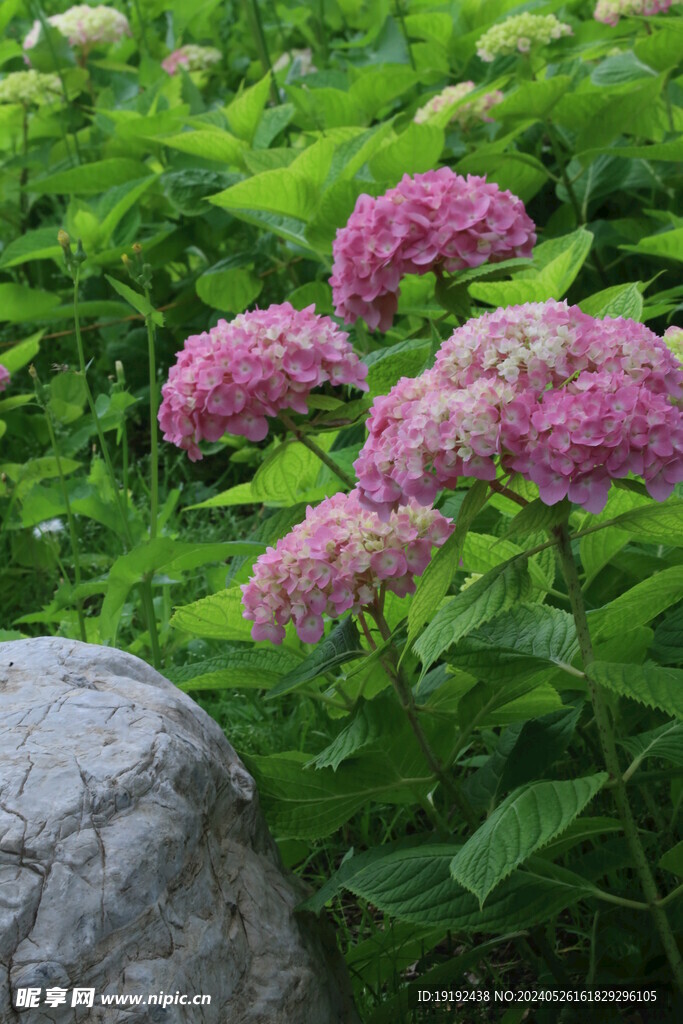 绣球花 