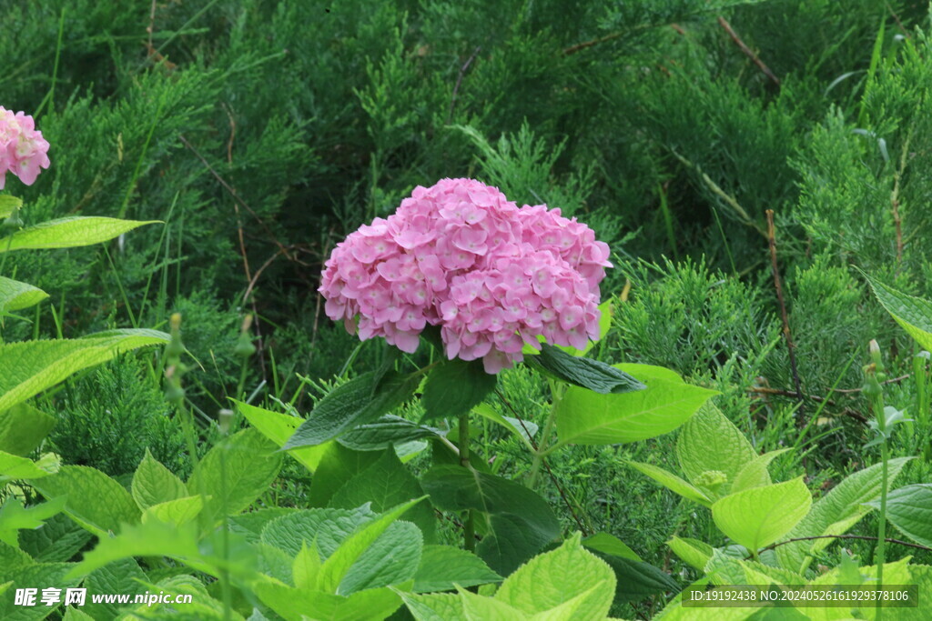 绣球花 