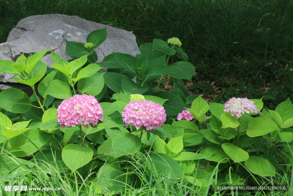 绣球花  