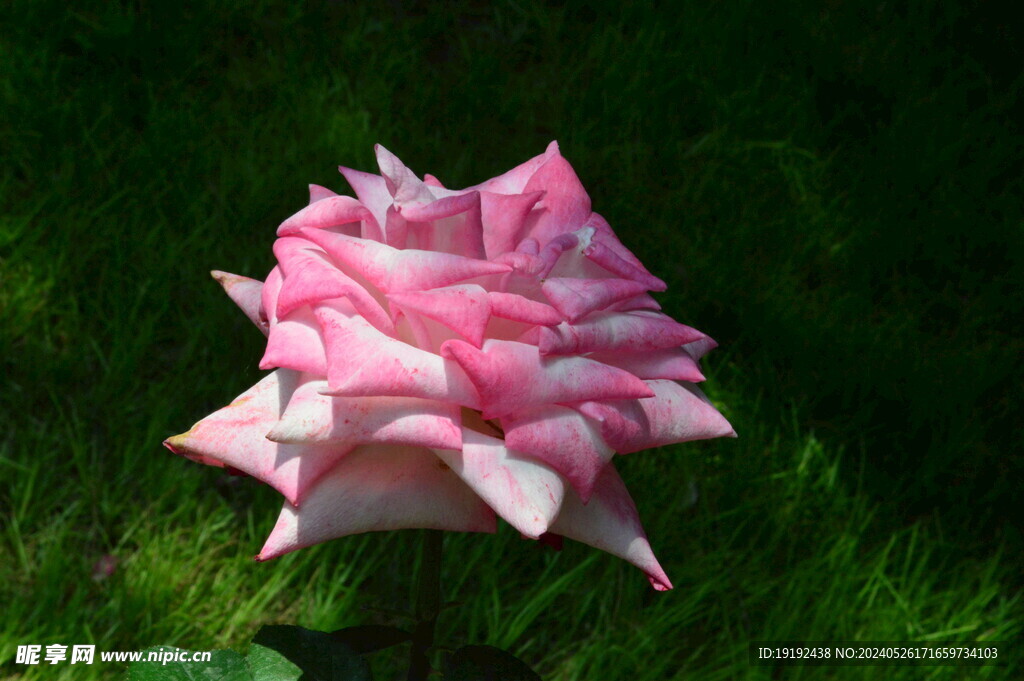 月季花  