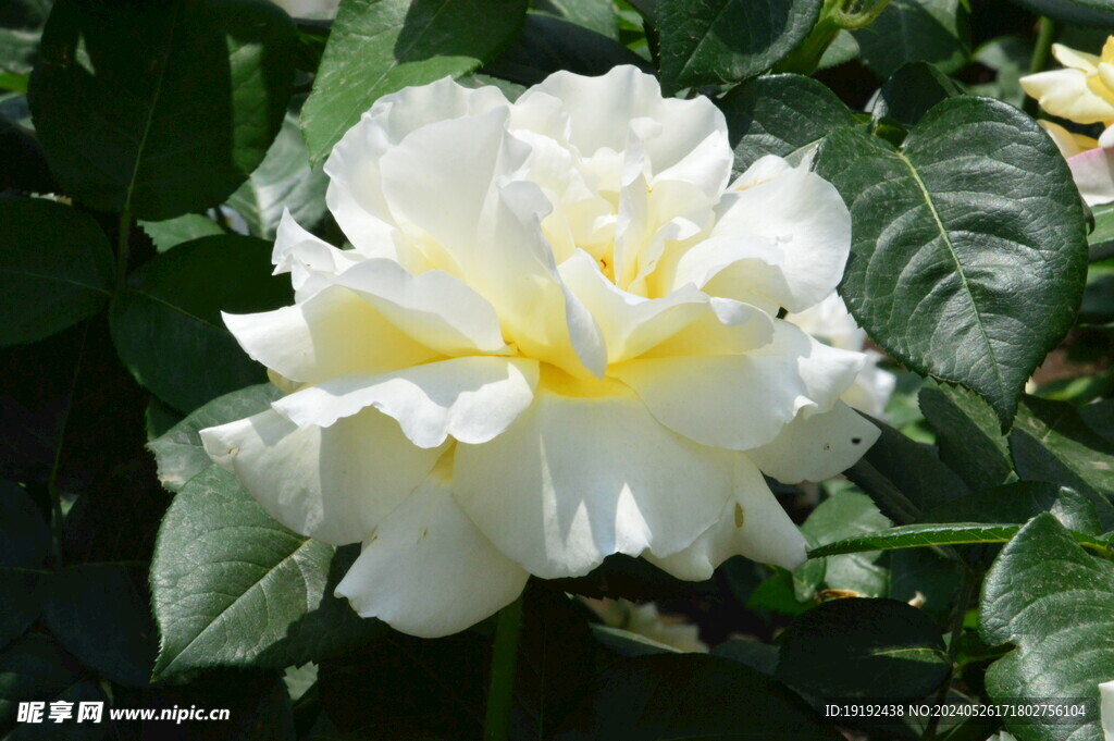 月季花 