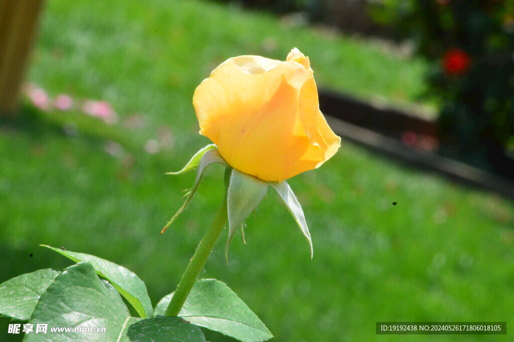 月季花 
